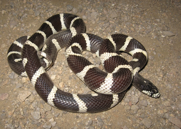 California Kingsnake